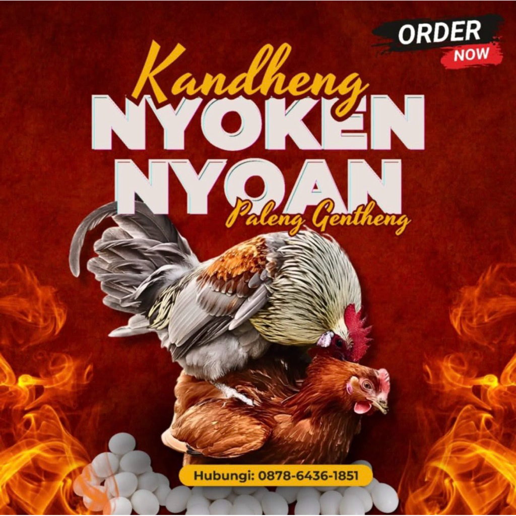 Telur ayam elba fertil
