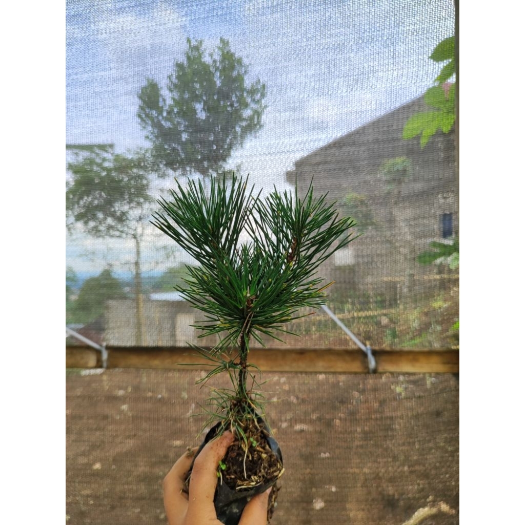 Japanese Black Pine Hasil Semai Biji