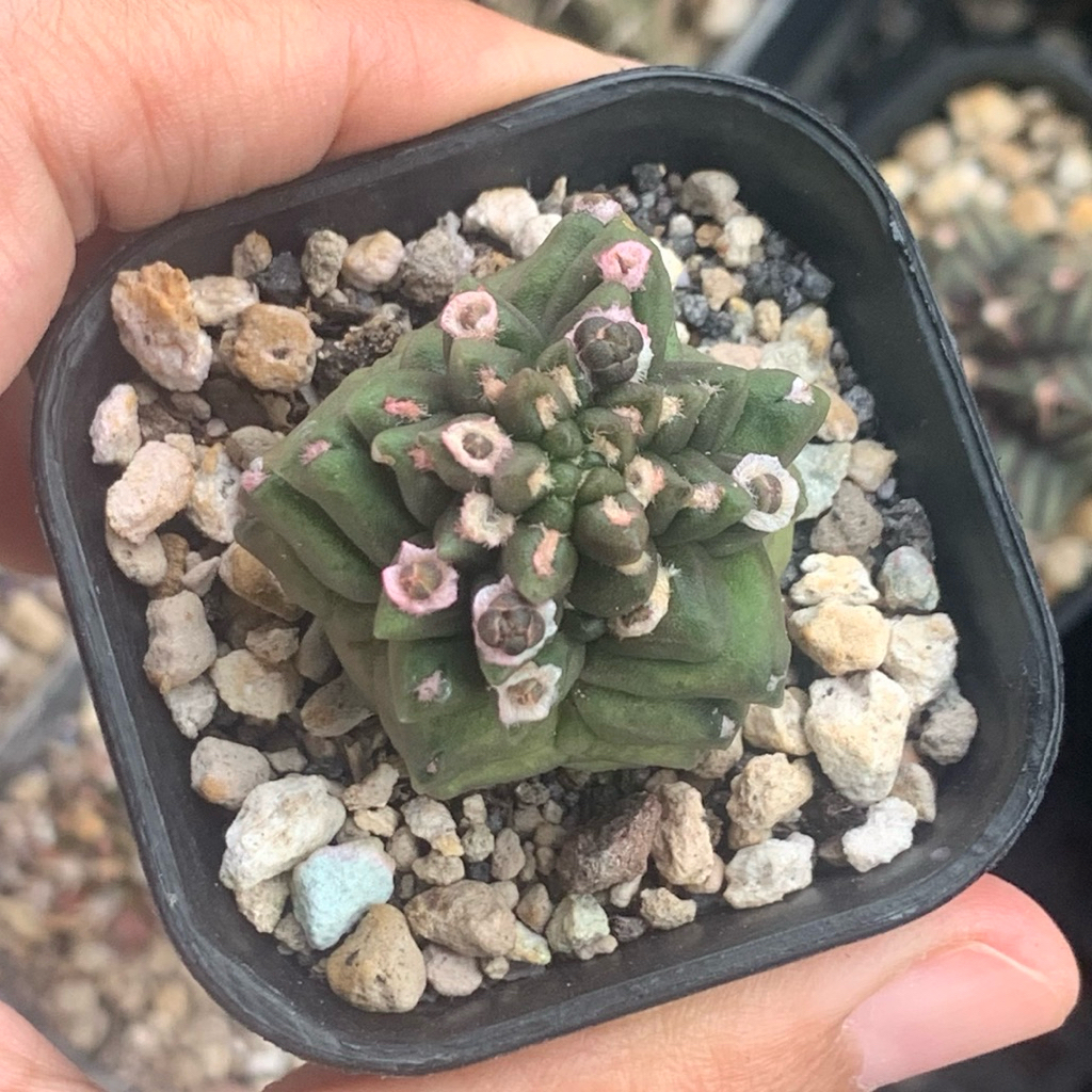 Gymnocalycium kikko gymno id kaktus gymno miha var tanaman hias hidup gurun duri hadiah unik hobby s