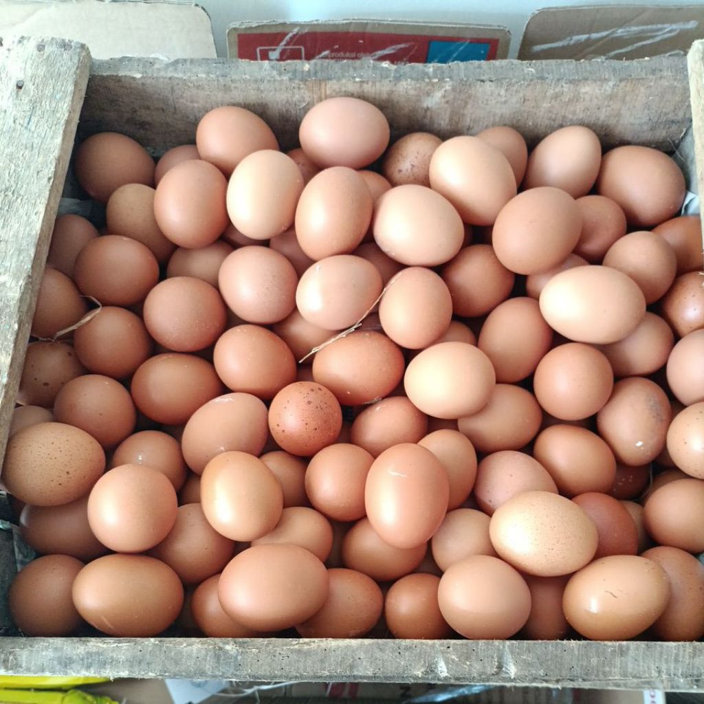 TELUR AYAM HORN 1KG+1/4 PAITON(husus voucher 30%)