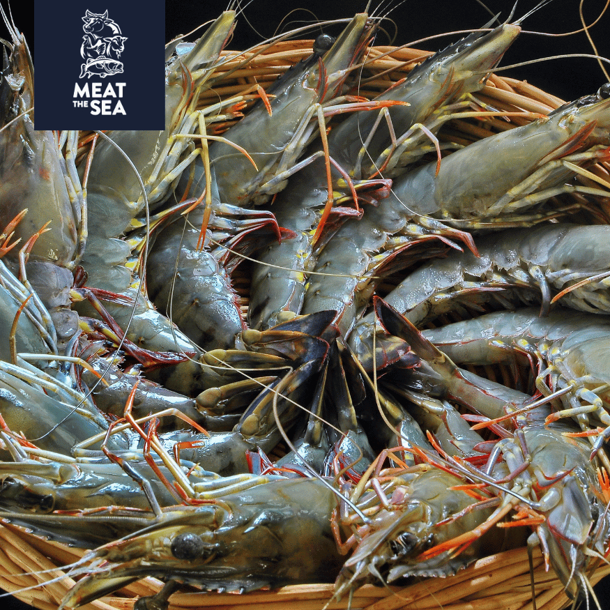 Udang Pancet 26-30 | Udang Windu | Tiger Shrimp