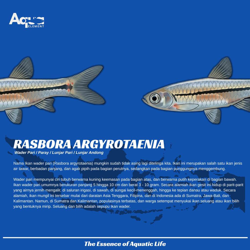 Rasbora Argyrotaenia | Wader Pari / Paray