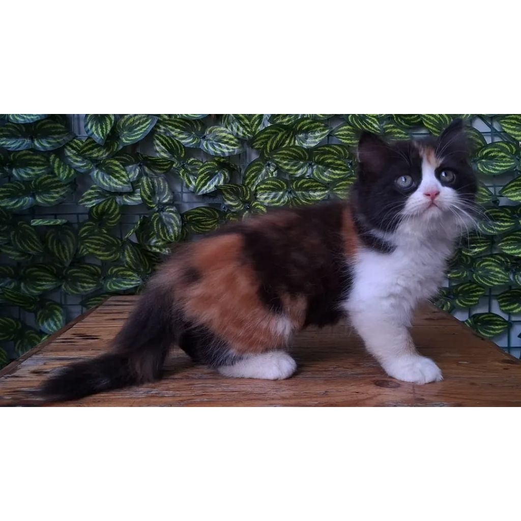 KUCING PERSIA BETINA 2 BULAN CALICO