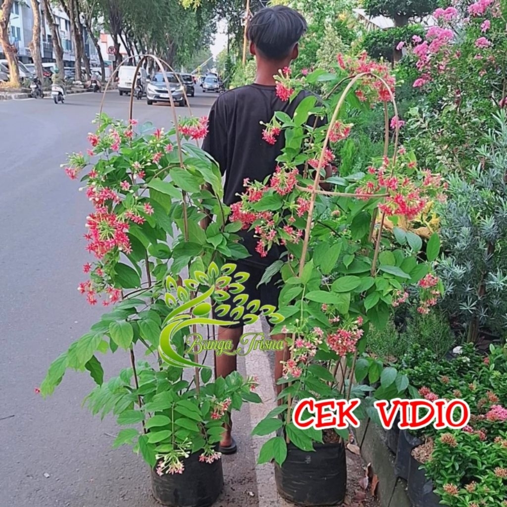Tanaman  hias pohon bunga hidup melati Belanda rambat ukuran besar tinggi _+1,5 meter BUNGA TUMPUK p