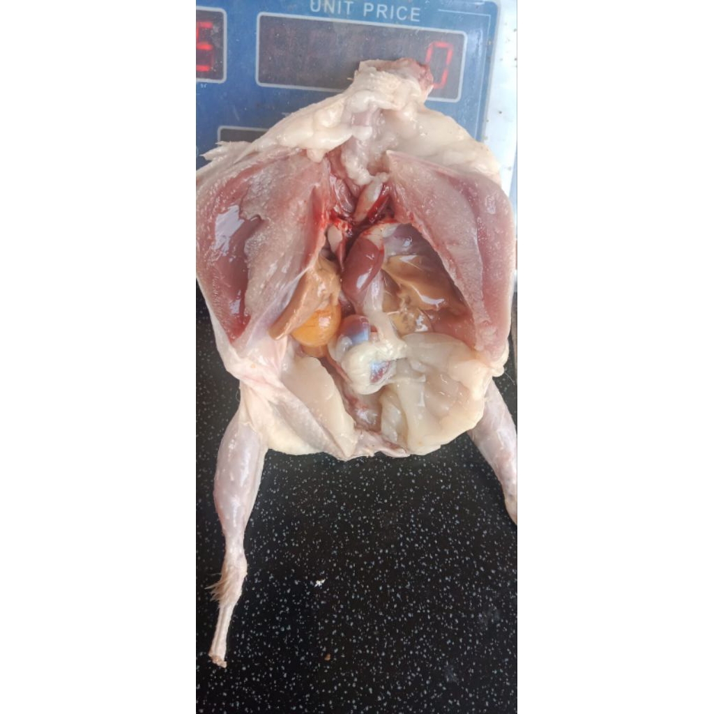 daging puyuh