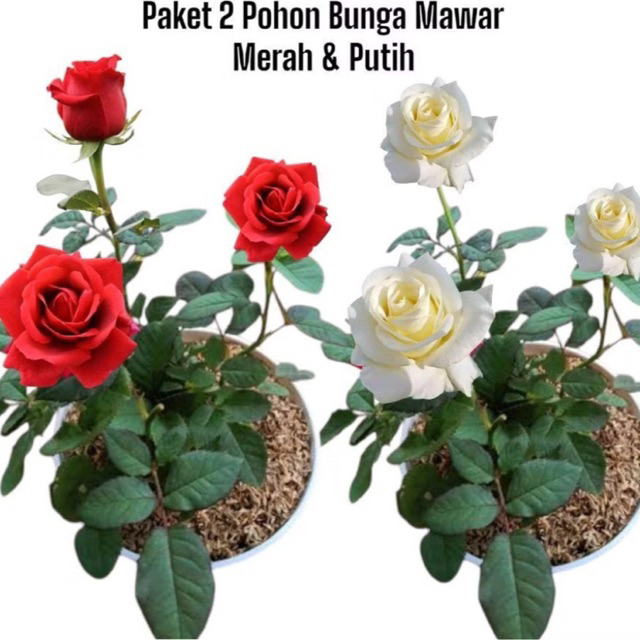 Paket 2 Pohon Mawar Merah & Putih - Bunga Mawar merah - Tanaman Hias Bunga Mawar putih - Mawar Impor