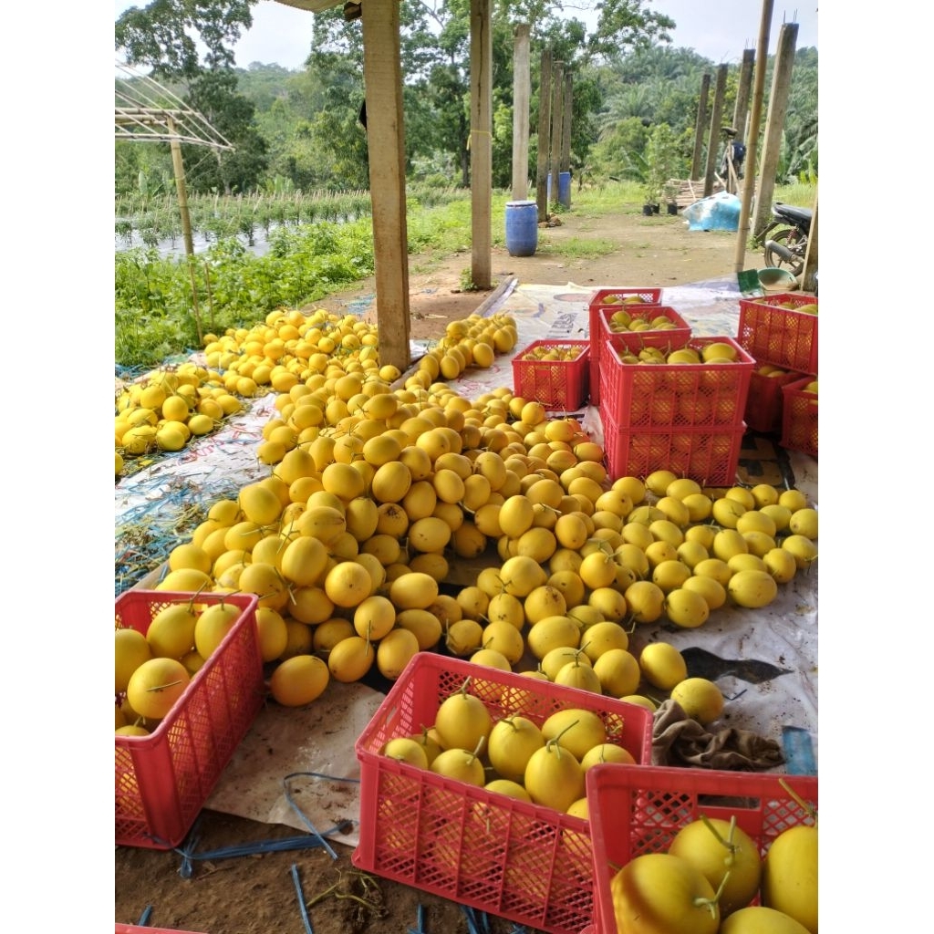 13 Butir Bibit Melon Golden Melon Madu