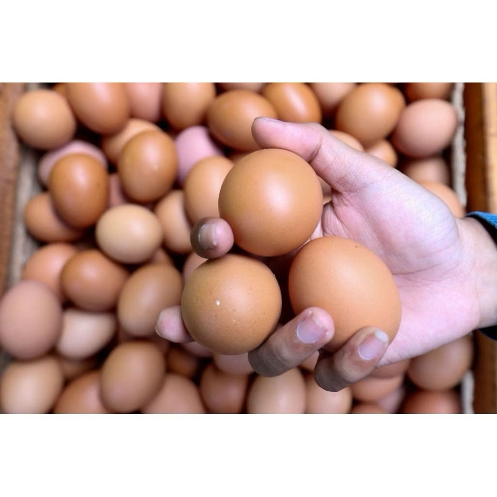 Telur ayam 1 Kg Yogyakarta