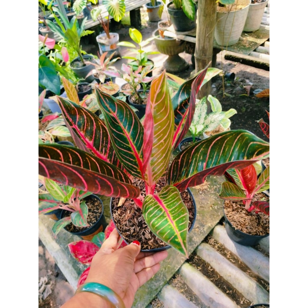 aglonema pos ( red sumatra)
