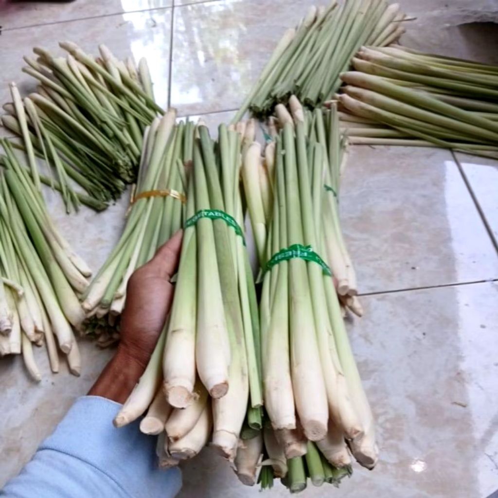 Sereh jumbo sereh bangkok segar 1kg sereh super berkualitas