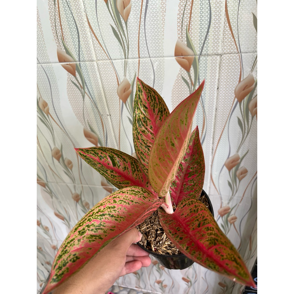 Aglonema Red Legacy