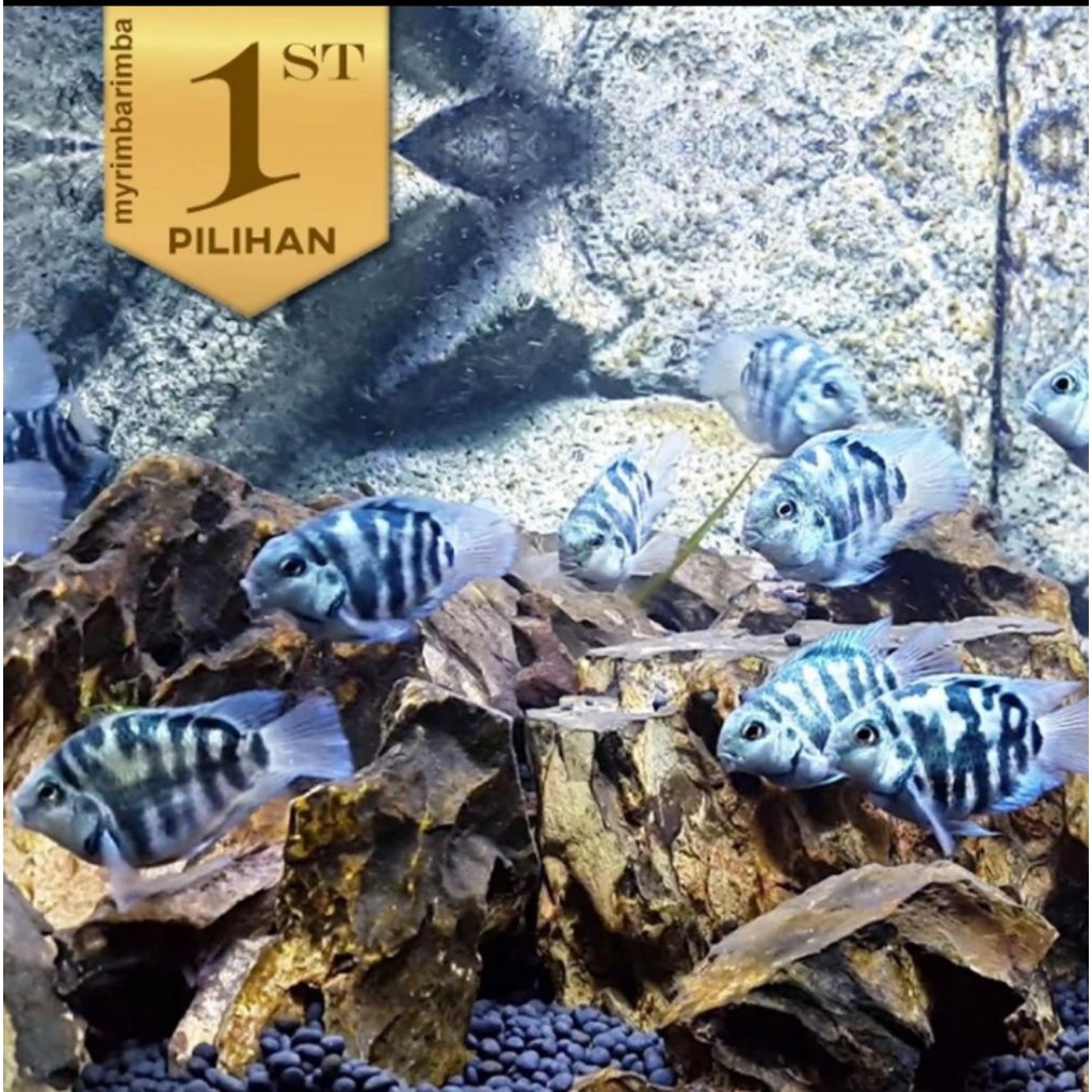 Blue Polar Parrot Cichlid Ikan Hias Aquascape Hiasan Aquarium Tanaman