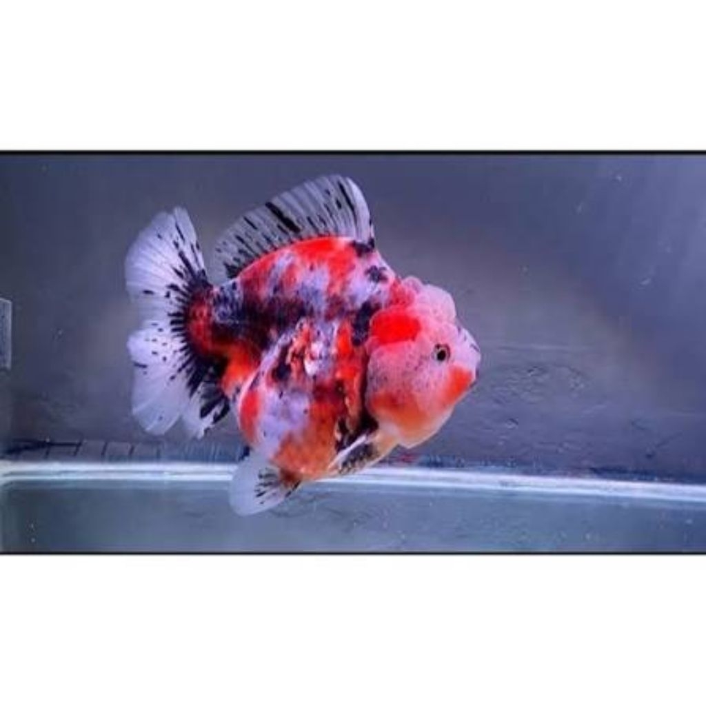 IKAN HIAS KOKI ORANDA SHORTAIL CALICO / TRICOLOUR SIZE M-L