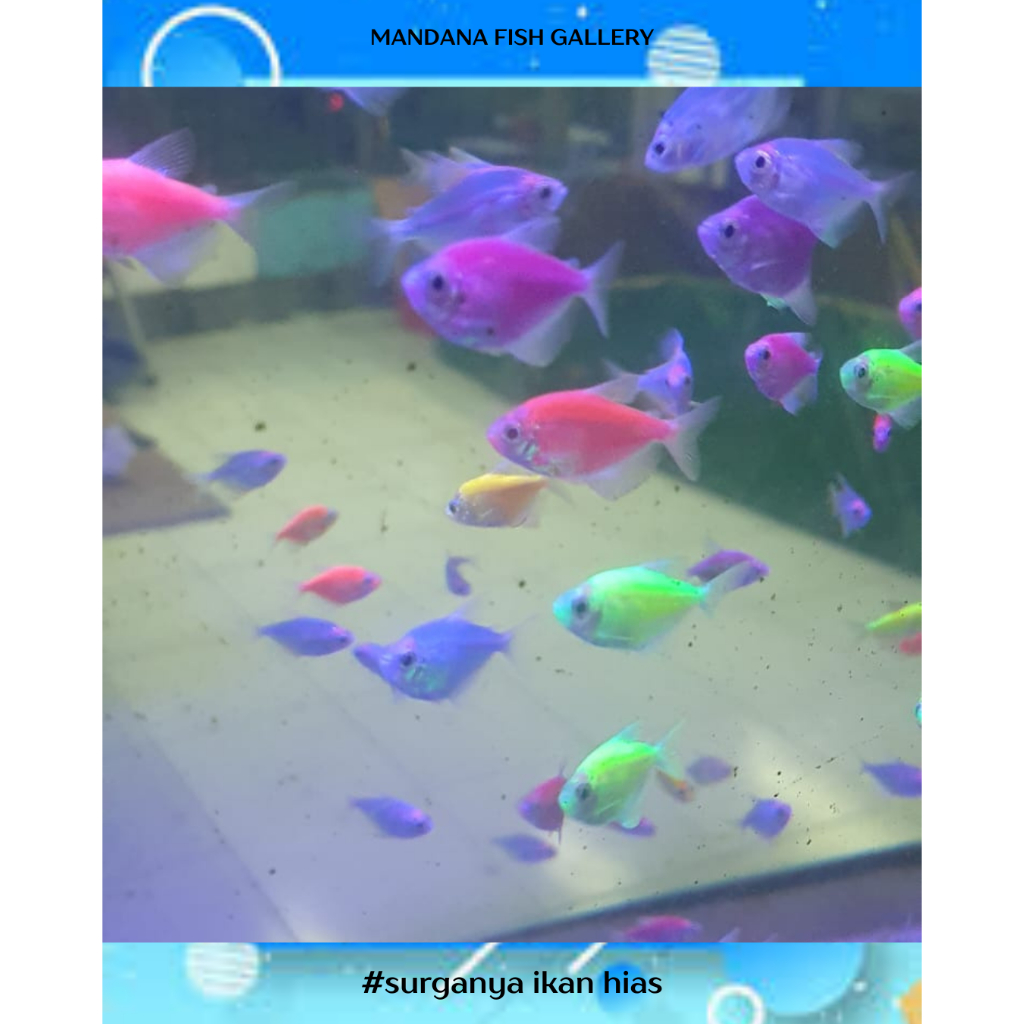 Ikan Glowfish Tetra Warna-Warni dengan Warna Menyala, Ideal untuk Akuarium Komunitas