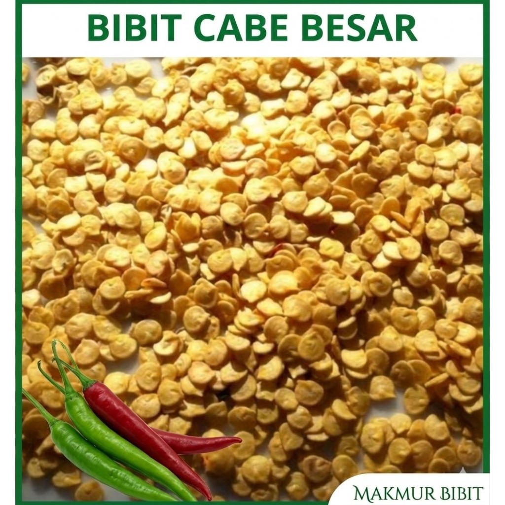 bibit cabe besar SUPER (400 BIJI Benih)