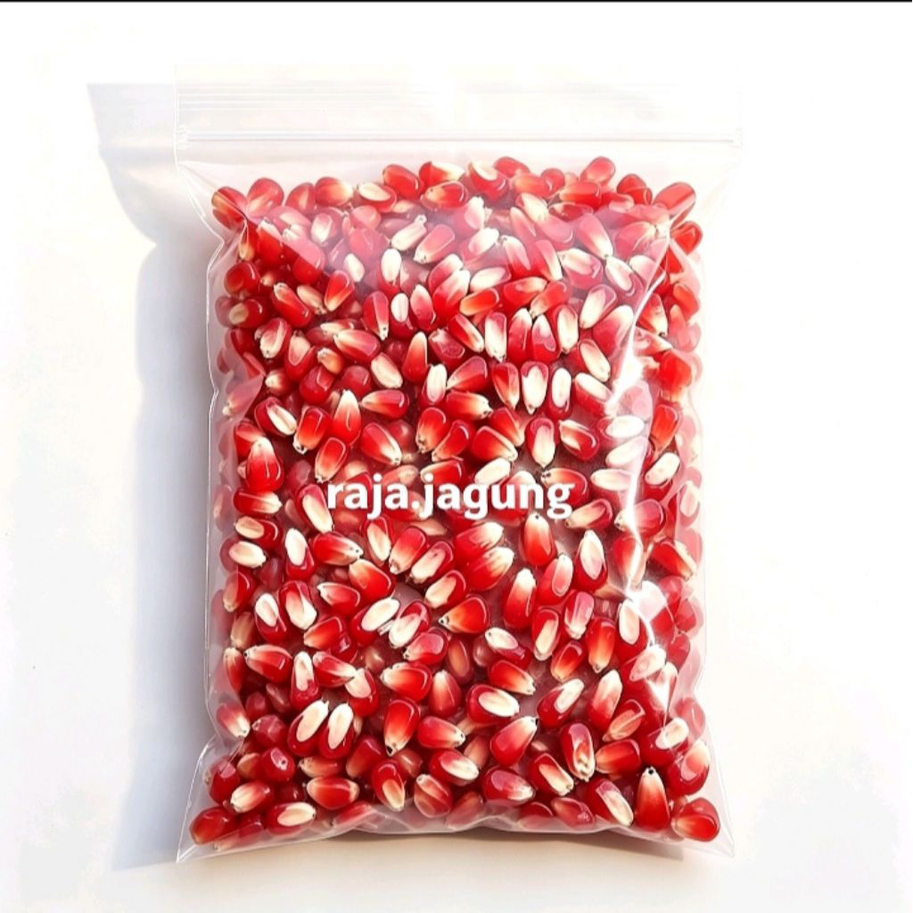 JAGUNG KRISTAL MERAH CILILIN 1KG PAKAN BURUNG MERPATI DARA DAN AYAM