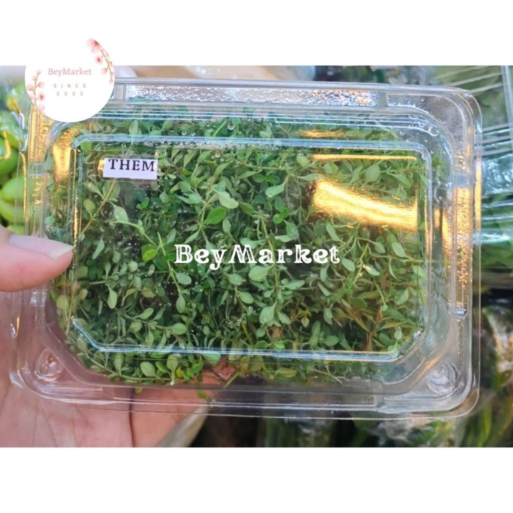 Daun Thyme Segar| Daun Thyme Fresh | Pack