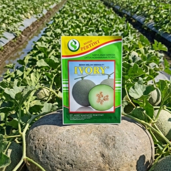 Benih Melon Ivory Benih Pertiwi Isi 550 biji EXP 03 2027