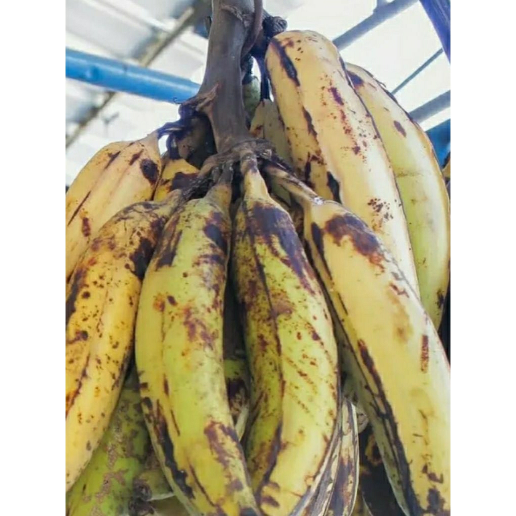 bibit pohon pisang tanduk botol siap tanam cepat berbuah