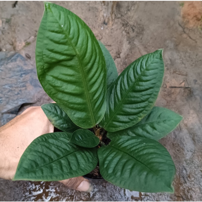 Tanaman Hias Anthurium Neo Superboom / Bibit anthurium superbom / anthurium superbum / anthurium sup
