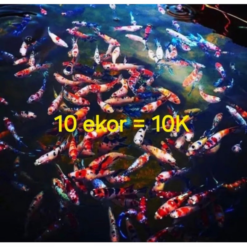 Cupang Multicolor mix nemo Paket isi 10 ekor, bahanan celo proses mutasi