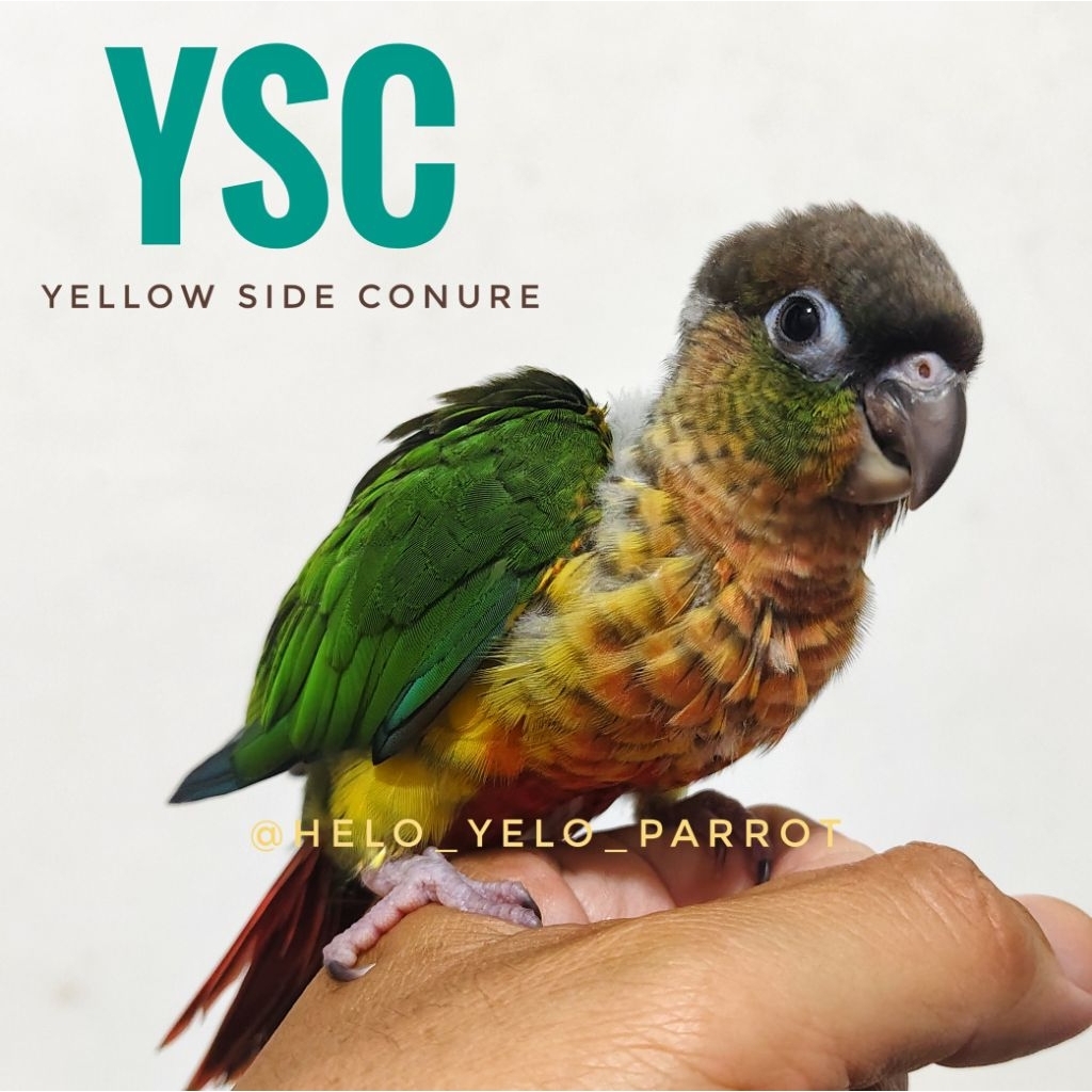 Yellow Sided Conure YSC
