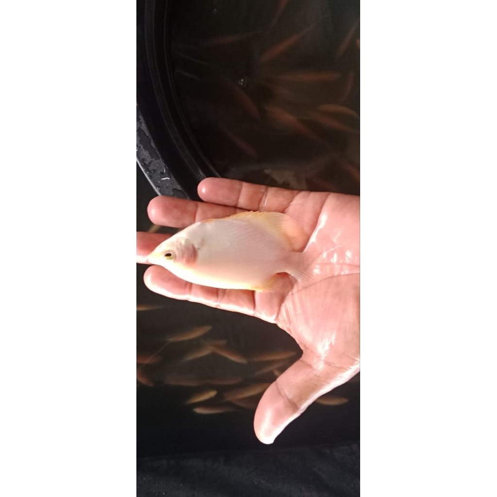 bibit gurame padang (khusus pengiriman instan cod) ukuran 10-13cm.