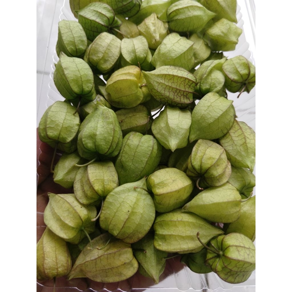 physalis angulata L, ciplukan, ceplukan, cecendet, yor-yoran, golden berry buah segar. Obat herbal k