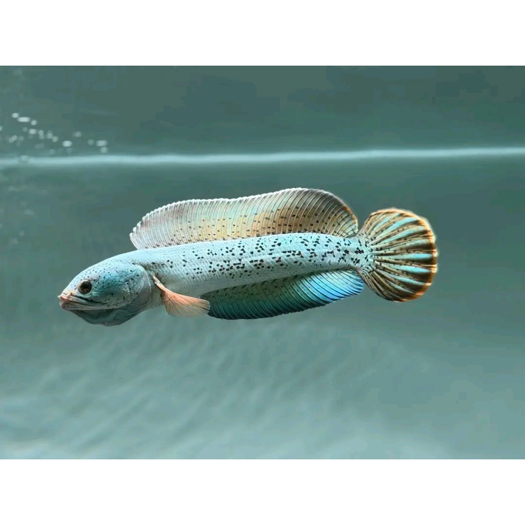 chana barca 20cm