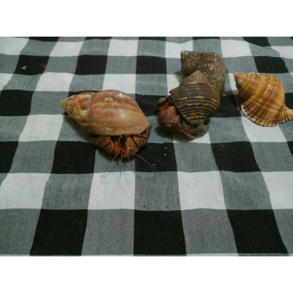 kelomang/umang-umang jenis brevi