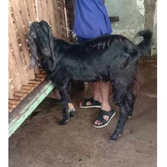 domba kambing kurban korban aqiqah hidup gratis ongkir