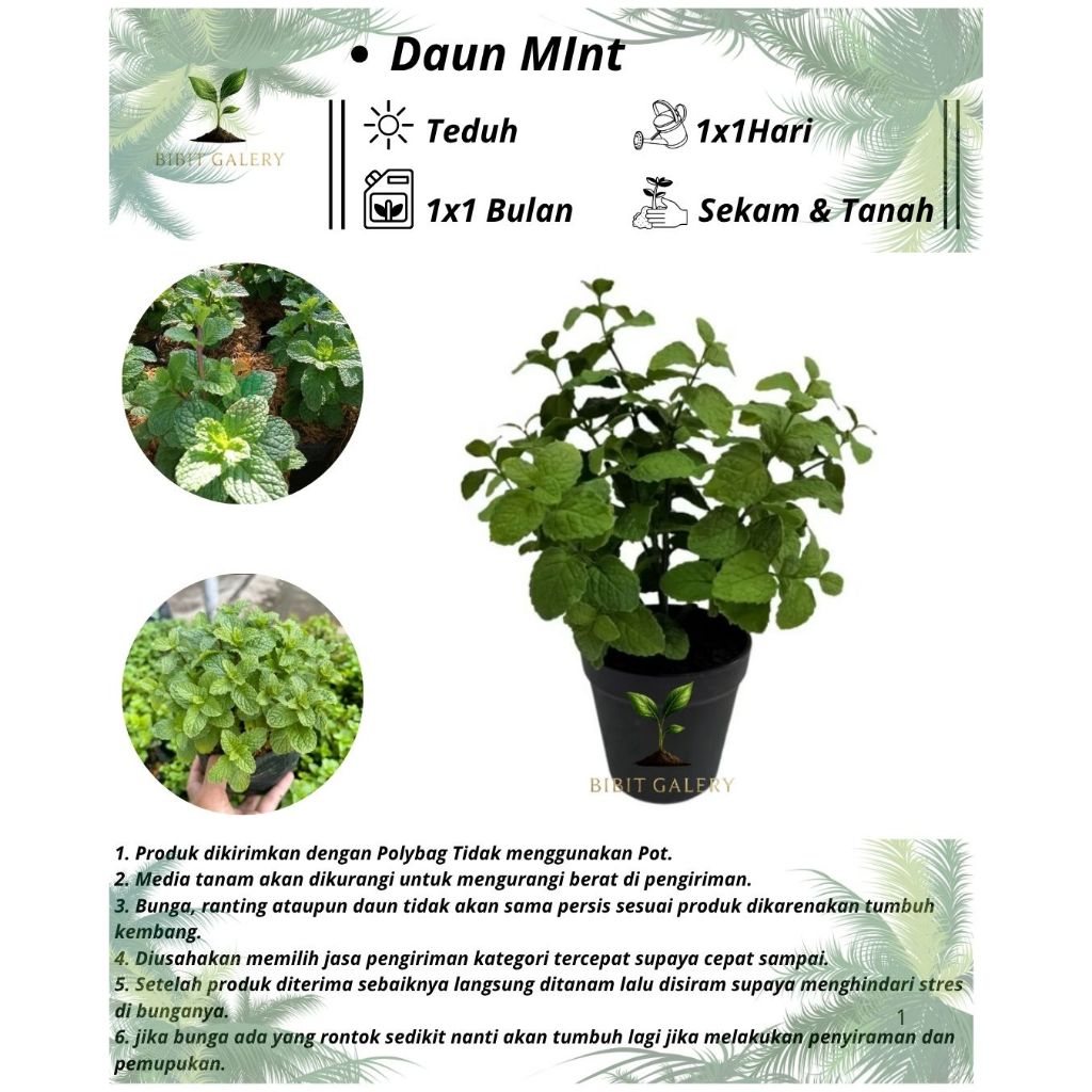Daun Mint - Tanaman Daun Mint