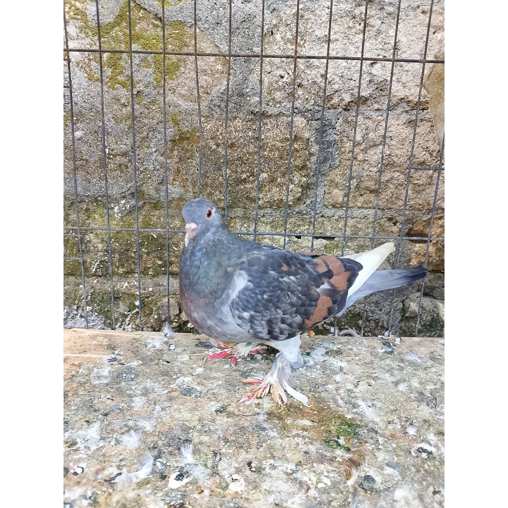 Burung Dara Merpati Betina Geberan Siap Jodoh