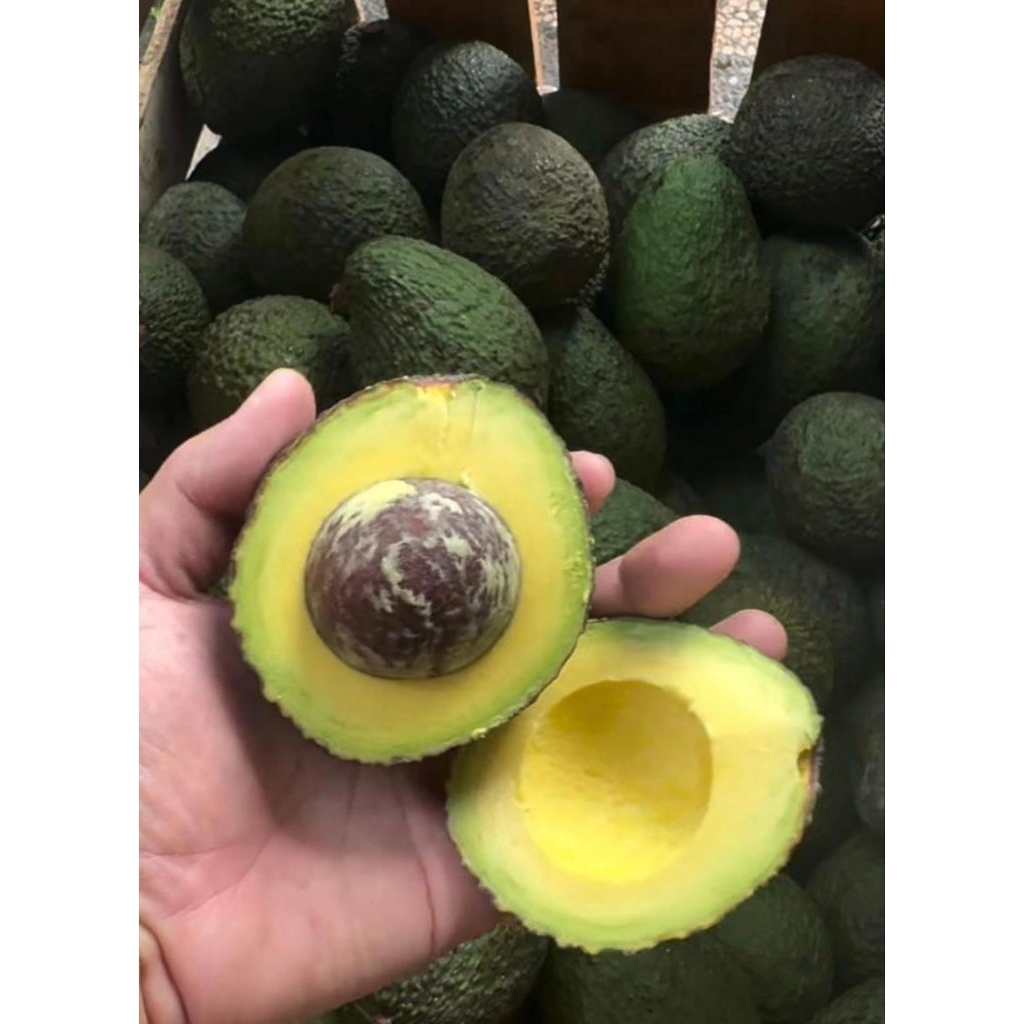 alpukat hass 1kg | jbp_fresh