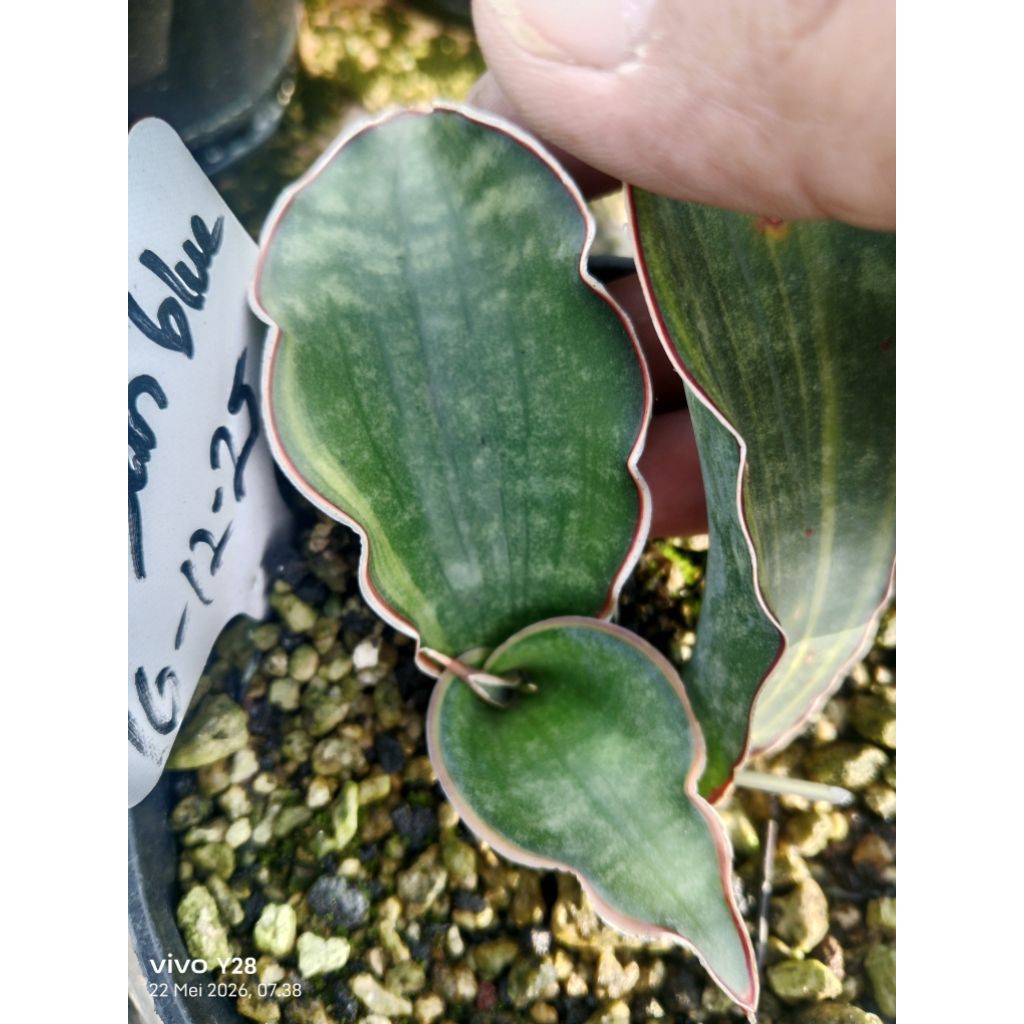 sansevieria dragon blue / tanaman lidah mertua dragon blue