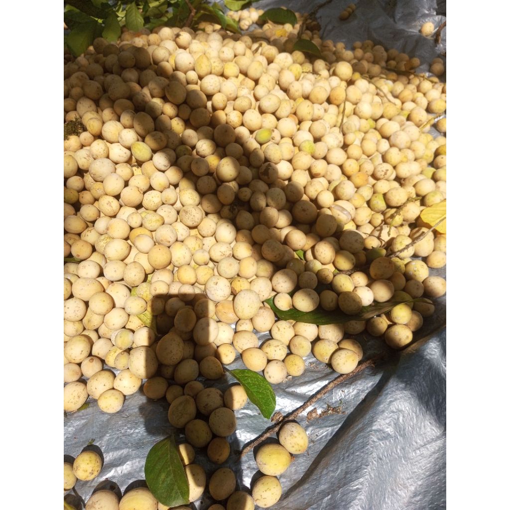 peromo hari ini.buah duku  1kg