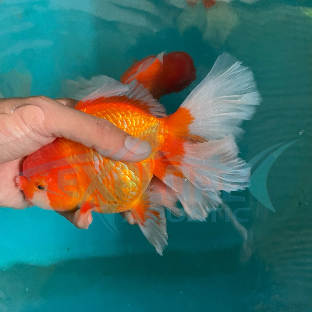 Indukan Koki Oranda Jumbo - Ikan Hias Aquarium