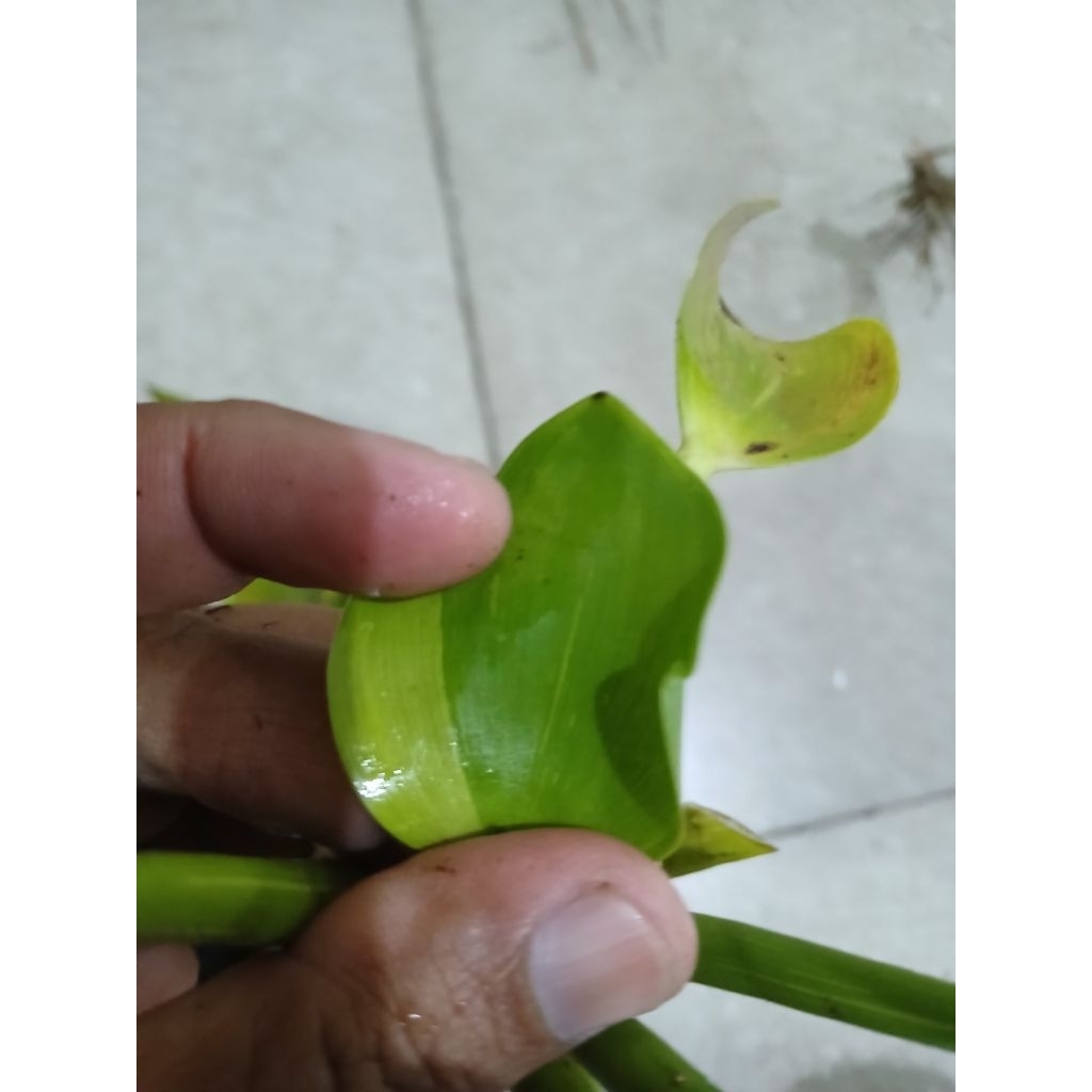 Enceng Gondok atau Eceng Gondok Varigata Rare Item