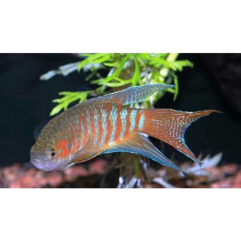 ikan sepat paradise