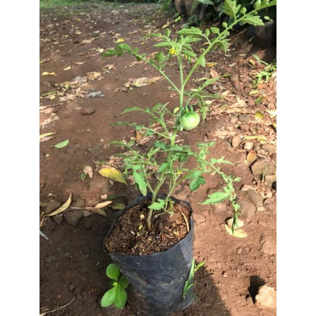 Bibit pohon Tomat Sudah Berbuah -Bibit Pohon Tomat