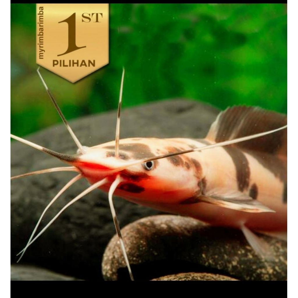 Lele Sapi Belang (L) Clarias Catfish Ikan Hias Aquarium Aquascape