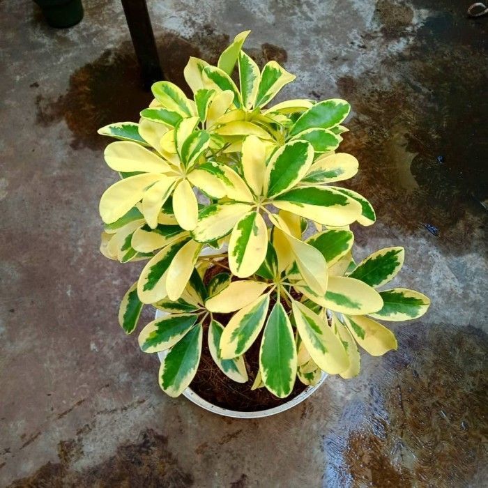 Tanaman Wali Songo Variegata / Schefflera arboricola Variegata Hias Cantik
