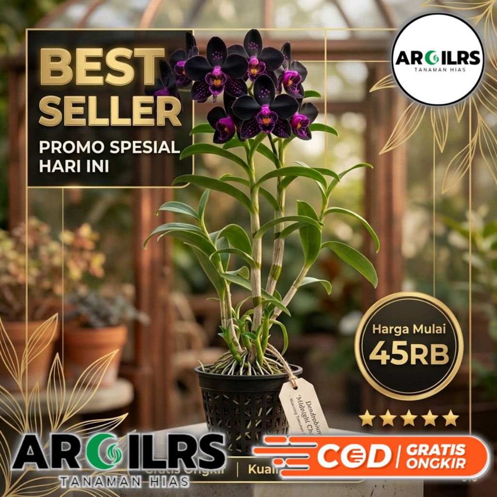 Tanaman Hias Anggrek Dendrobium Black | Anggrek Hitam Elegan Bunga Cantik dan Eksotis