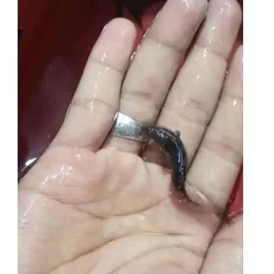 Hiasan aquarium palmas orna