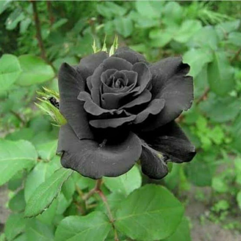 BIBIT BUNGA MAWAR HITAM