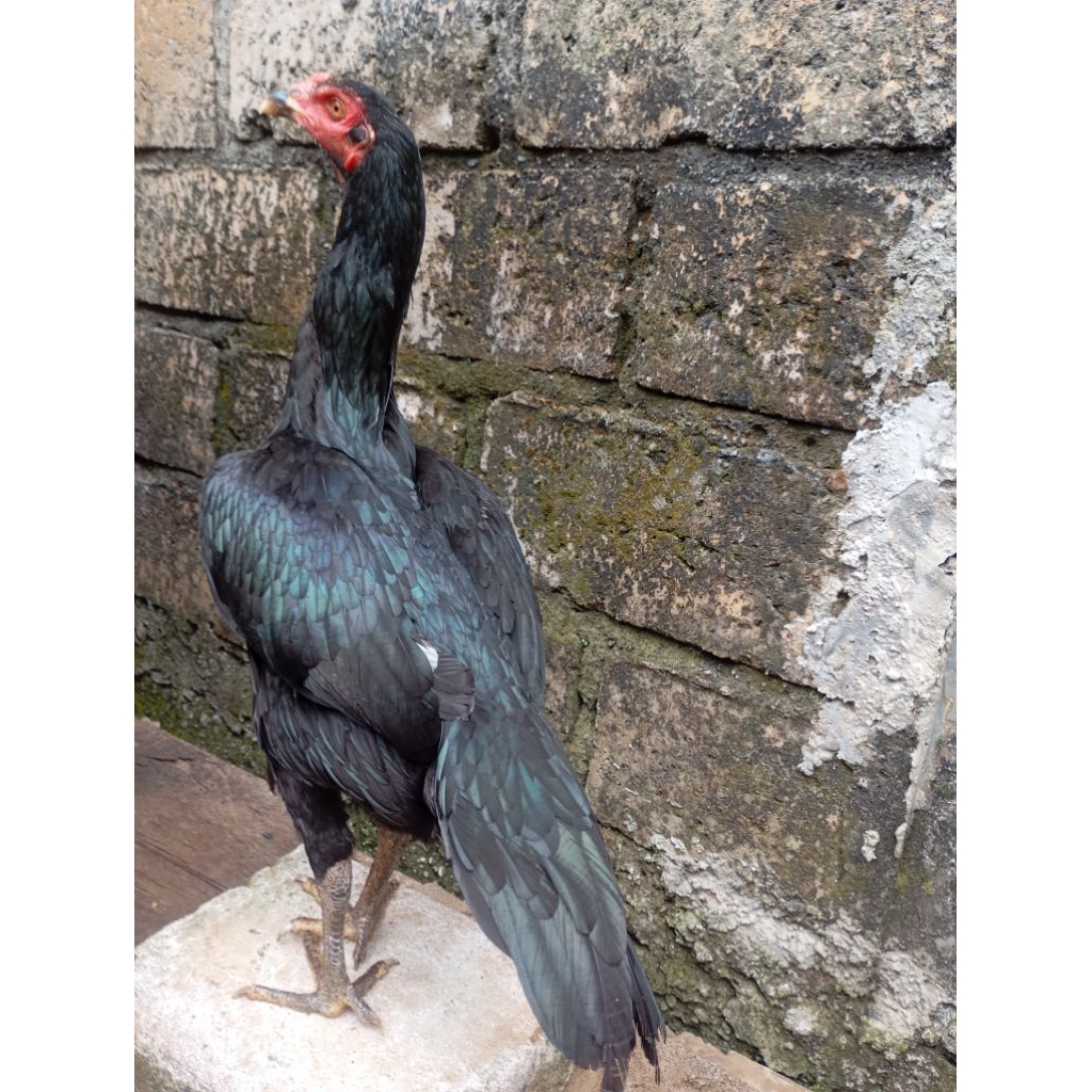 Ayam bangkok betina biang birkok di Jakarta