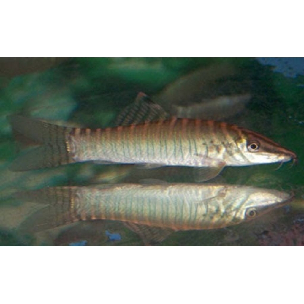 Botia hijau green Tiger Loach