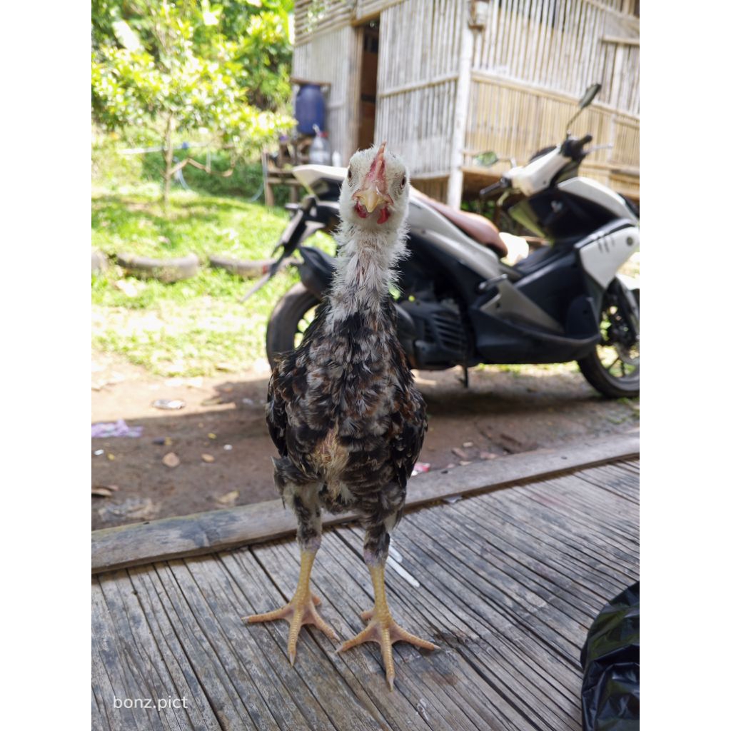 AYAM DOC KUB USIA 34 HARI
