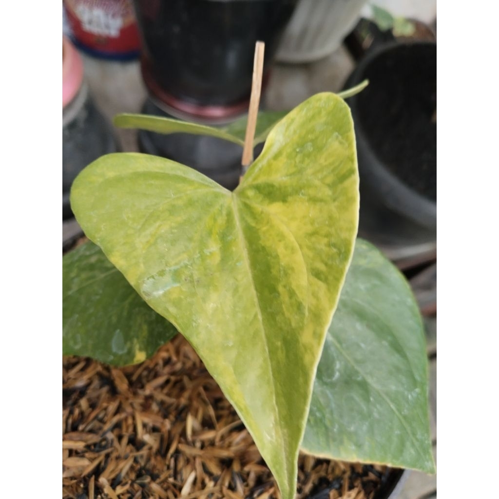 anthurium pteroductyl varigata mewah bb