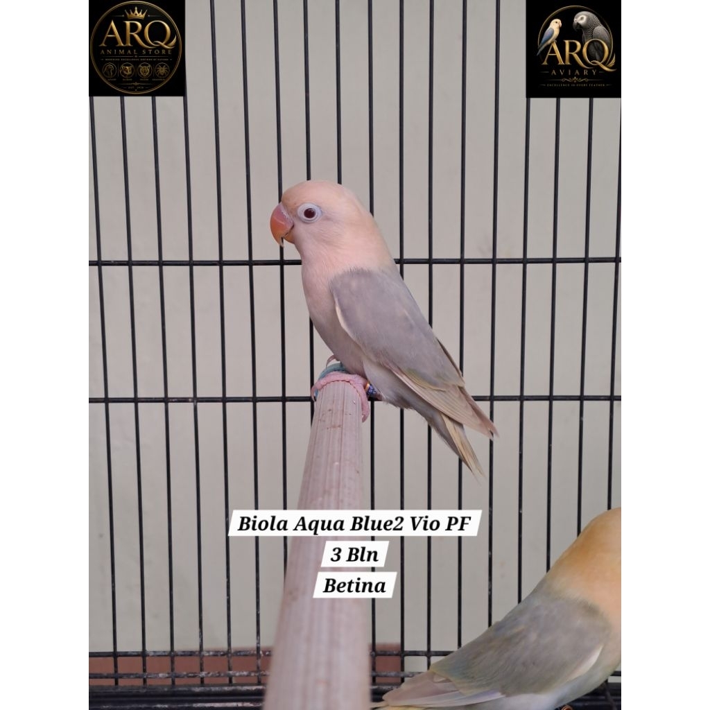 Lovebird Paud Biola Aqua Blue2 Violet Pale Fallow (PF)